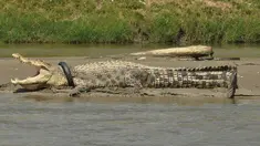 Foto yang diambil pada tanggal 20 September 2016 ini menunjukkan seekor buaya terlilit ban di sekitar lehernya di sungai Palu di Palu, Sulawesi Tengah. Pada Desember lalu, kondisi ban tampak sempit karena tubuh buaya yang kian membesar. (AFP Photo/Arfa)