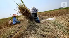 Harapan Daerah Lumbung Beras Usai UU Reforma Agraria Disahkan