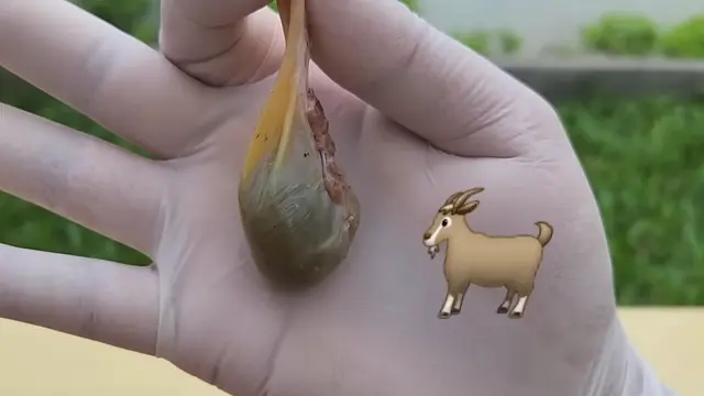 Penampakan Empedu Kambing