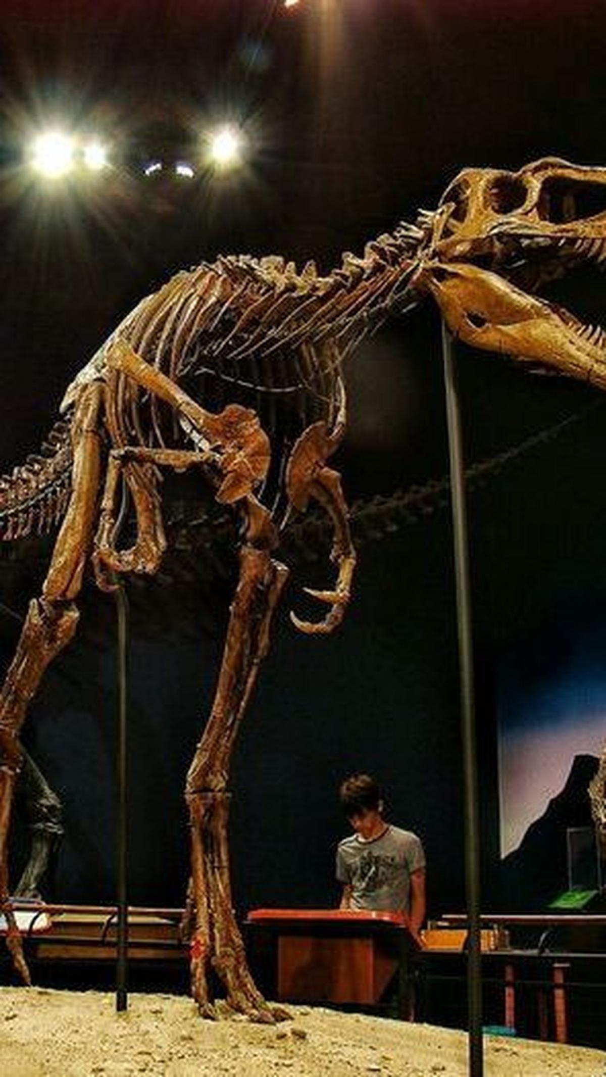 Pertumbuhan pada tulang Nanotyrannus&nbsp;