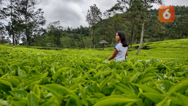 Nikmati Udara Segar di Kebun Teh Sikatok Bersama Sang Kekasih Hati