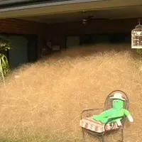 'Rambut' yang meneror warga di Wangaratta, Victoria, Australia. (us.anygator.com)