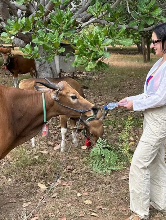 Usai diving, Pevita memberikan air kepada para gerombolan sapi mengenakan wrap top dan long pants warna khaki