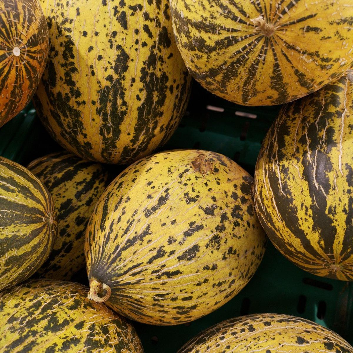 8 Manfaat Timun Suri untuk Kesehatan, Efektif Cegah Anemia
