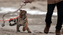 Harimau bernama Elsa saat bermain di kawasan Pantai Barendorf, Luebeck, Jerman (9/1). Elsa diperlakukan sangat baik oleh Monica Farrell dan suaminya, Saad Rose seperti layaknya anak sendiri. (AFP PHOTO/dpa/Jens Büttner/Jerman OUT)