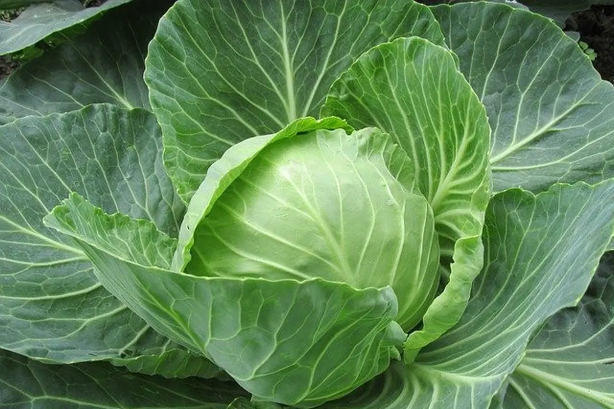 Ilustrasi sayur kol