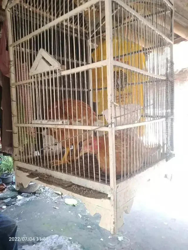 7 Potret Kocak Orang Pelihara Ayam, Ada yang Pakai Popok