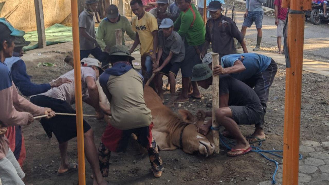 Apakah Hewan Kurban Tidak Merasakan Sakit Saat Disembelih? Ini Penjelasan Ilmiah dari Sudut Pandang Kesehatan Hewan