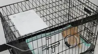 Kucing Uya Kuya Dirawat di Puskeswan Ragunan, Begini Kondisinya usai Terlantar Akibat Penjarahan
