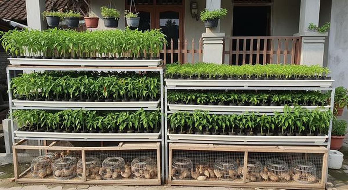 8 Ternak Burung Puyuh dan Cabai Rawit dalam Satu Lahan Kecil yang Menguntungkan