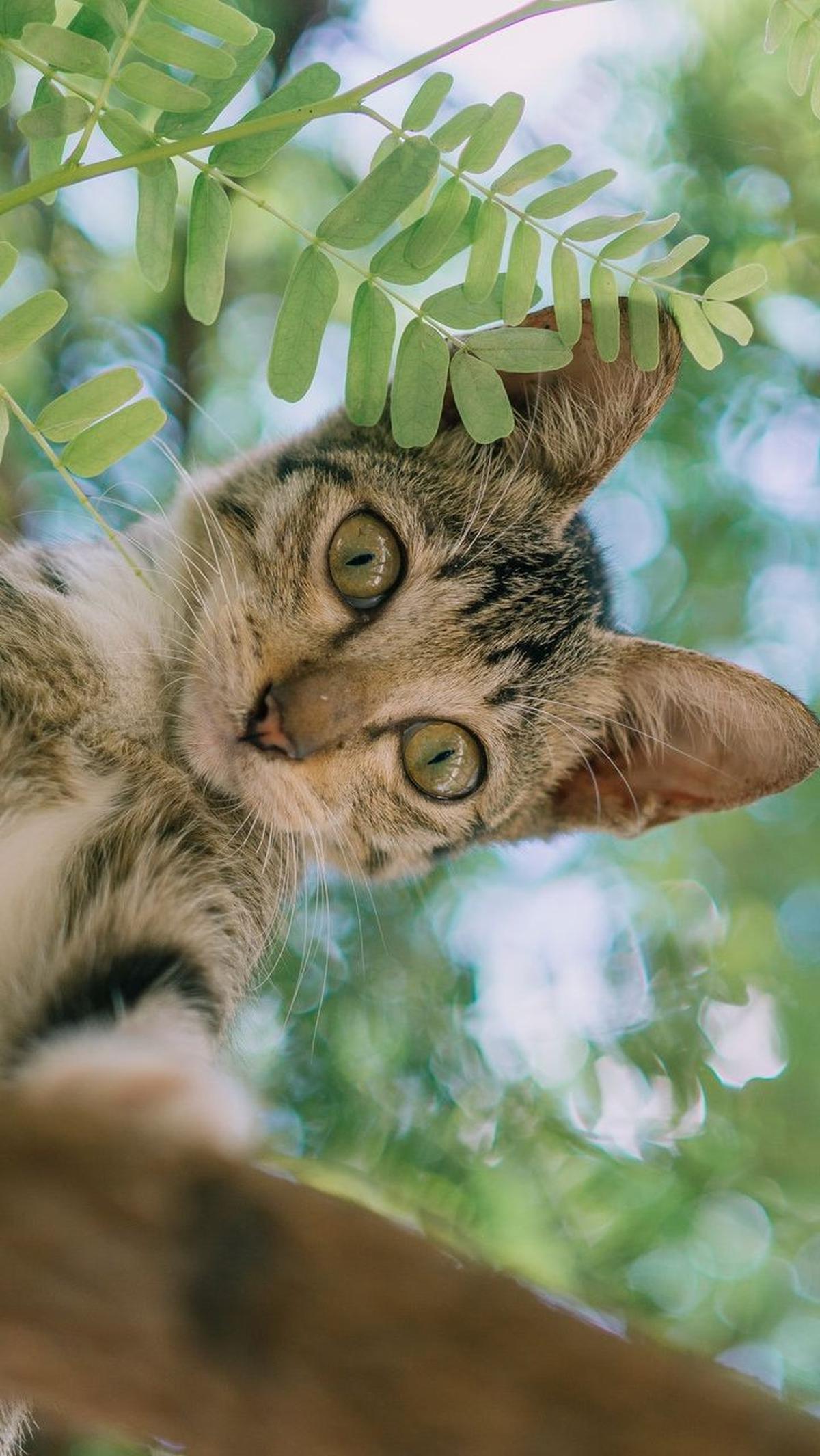 Nama Kucing Bahasa Jepang  Jantan <br>