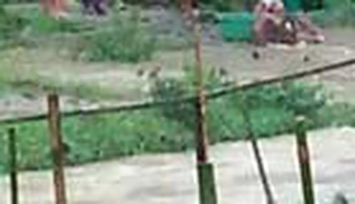 liputan6