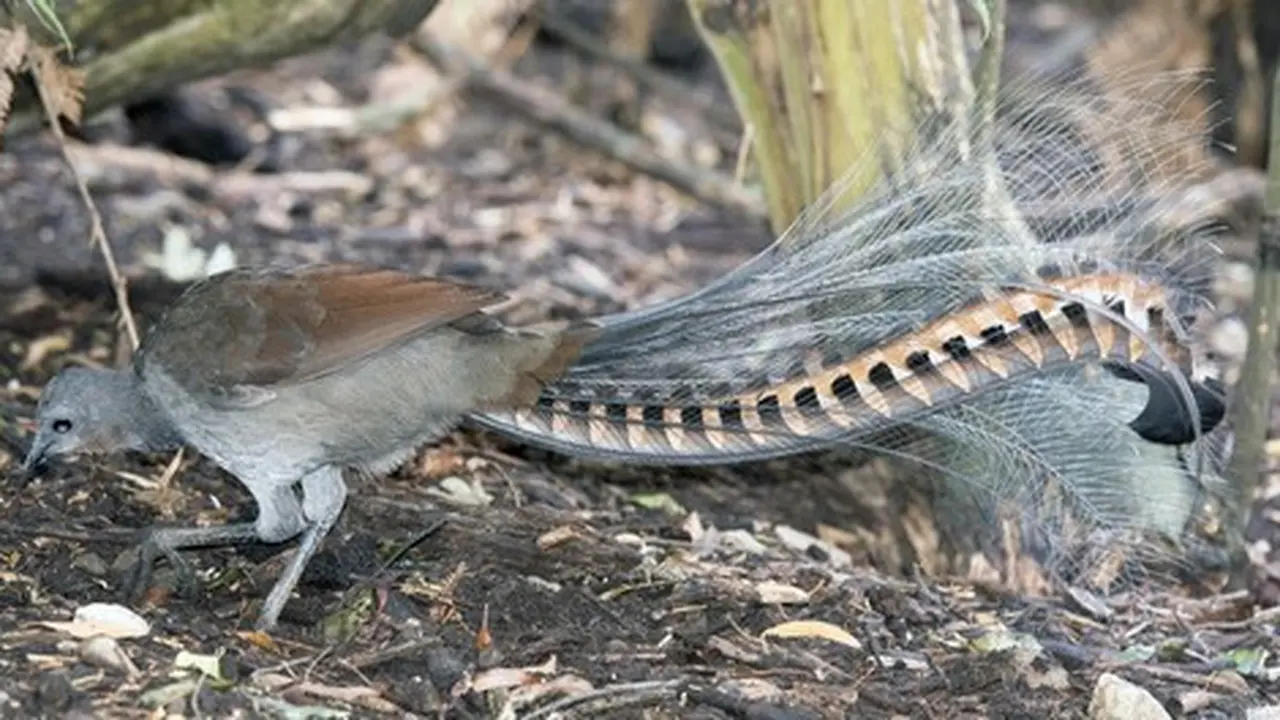 Ilustrasi Lyrebird