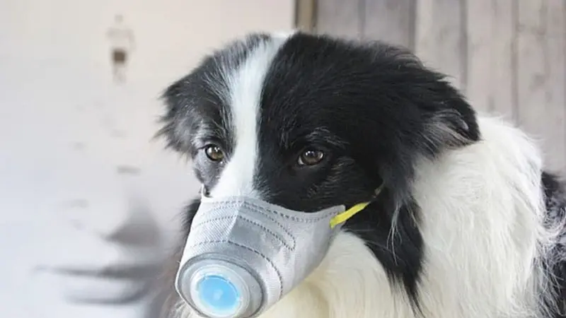 Anjing Memakai Masker khusus karena Virus Corona