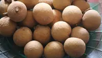 Tanda Kelengkeng Sudah Manis Sempurna, Bukan Cuma Dilihat dari Ukuran Buah