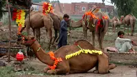 Pedagang menunggu pembeli hewan kurban di pasar hewan yang disiapkan untuk Idul Adha di Peshawar, Pakistan pada 2 Agustus 2019. Umat Islam di seluruh dunia akan merayakan Hari Raya Idul Adha yang identik dengan tradisi berkurban seperti kambing, domba, onta, sapi dan kerbau. (AP/Muhammad Sajjad)