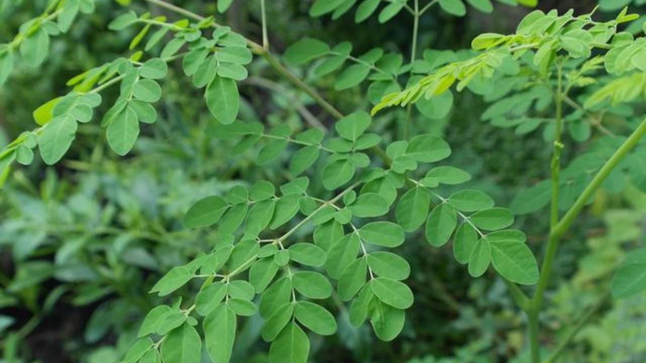 10 Manfaat Daun Kelor, Superfood Kaya Nutrisi dengan Segudang Khasiat