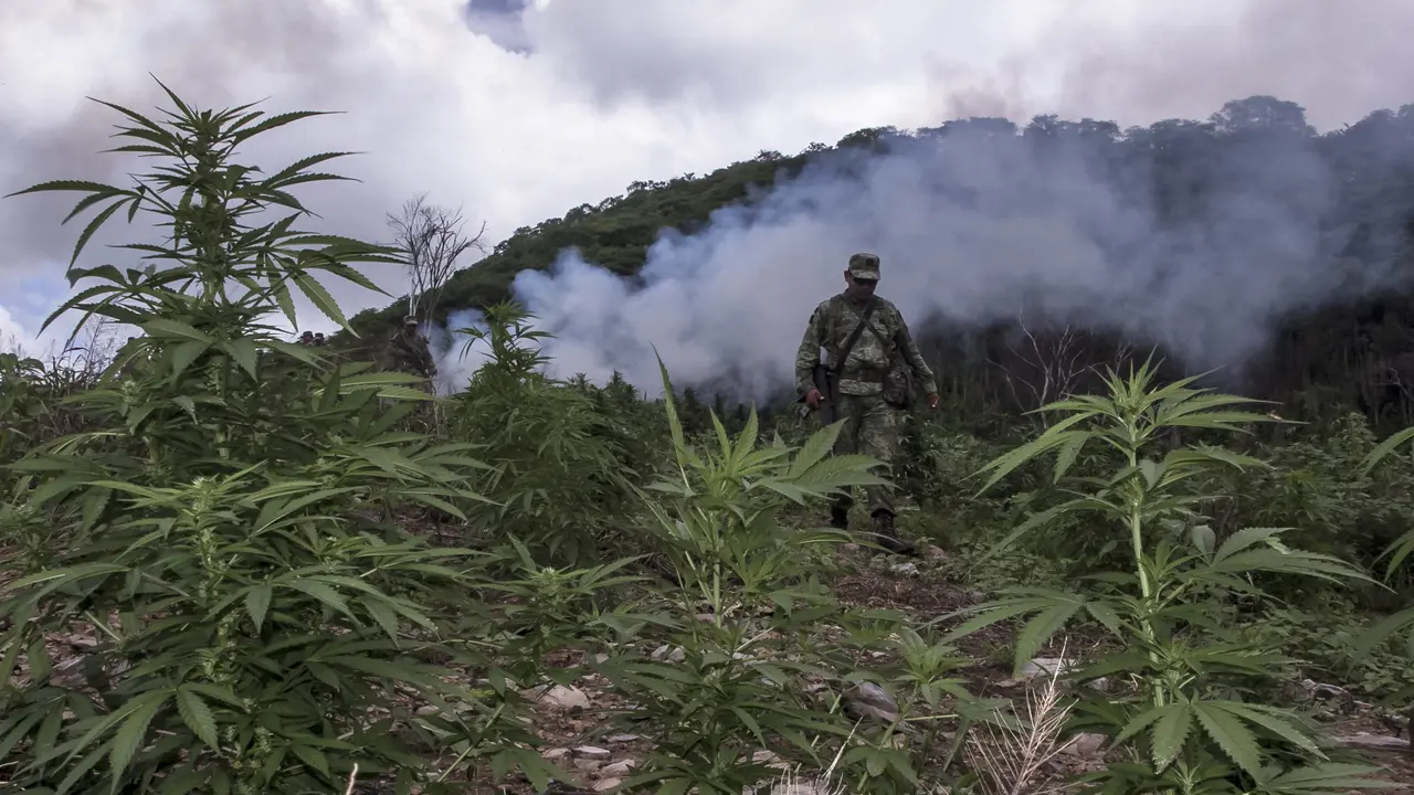 Tentara Meksiko Musnahkan 3 Hektar Ladang Ganja