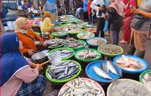 Melihat Suasana Pasar Ikan Terbesar di Kabupaten Kendal, Beragam Jenis Ikan Laut Segar Tersedia Langsung dari Nelayan