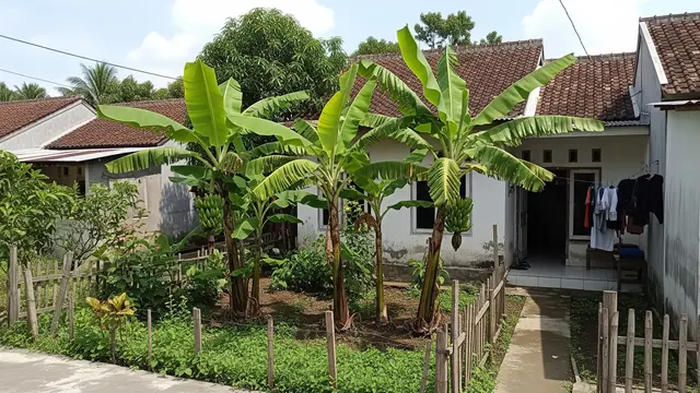 Jenis Pohon Pisang Pendek untuk Lahan Terbatas Model Pisang Susu