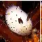 Siput Laut Termanis yang Pernah Ada di Dunia