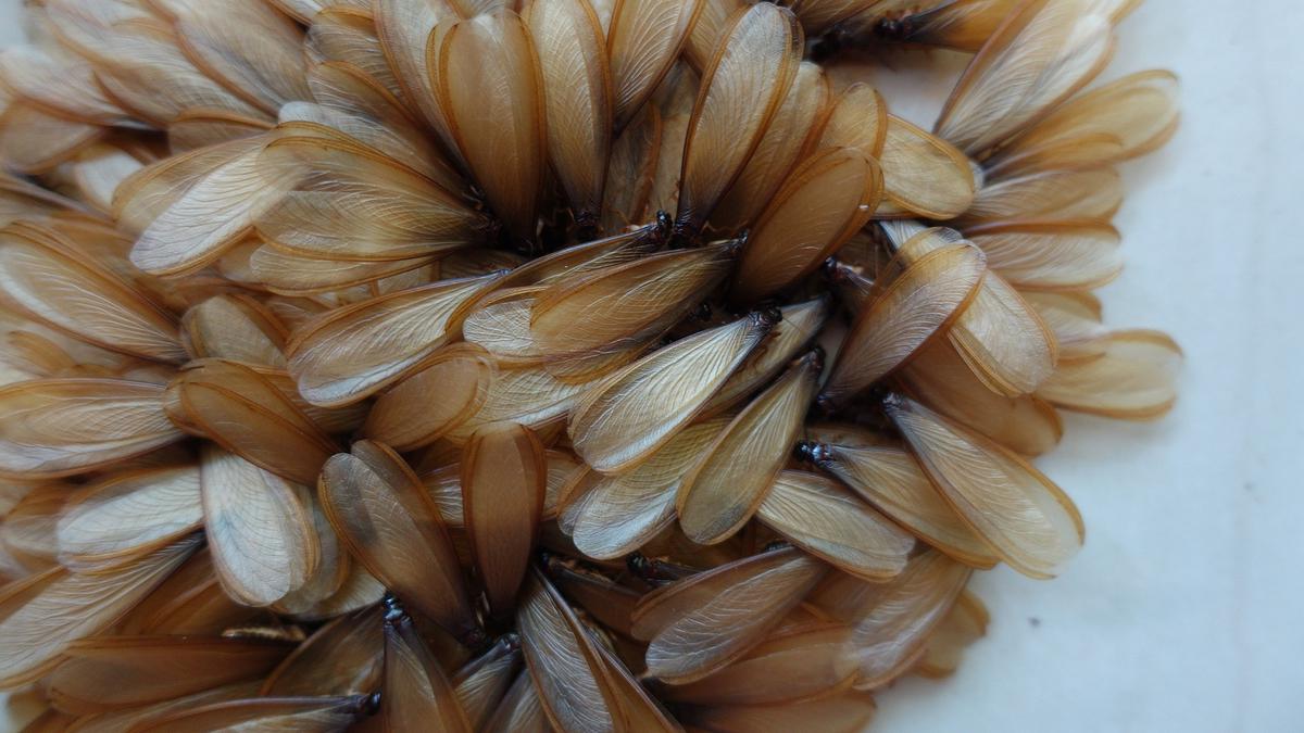 9 Cara Usir Laron Tanpa Mematikan Lampu, Praktis dan Dijamin Efektif