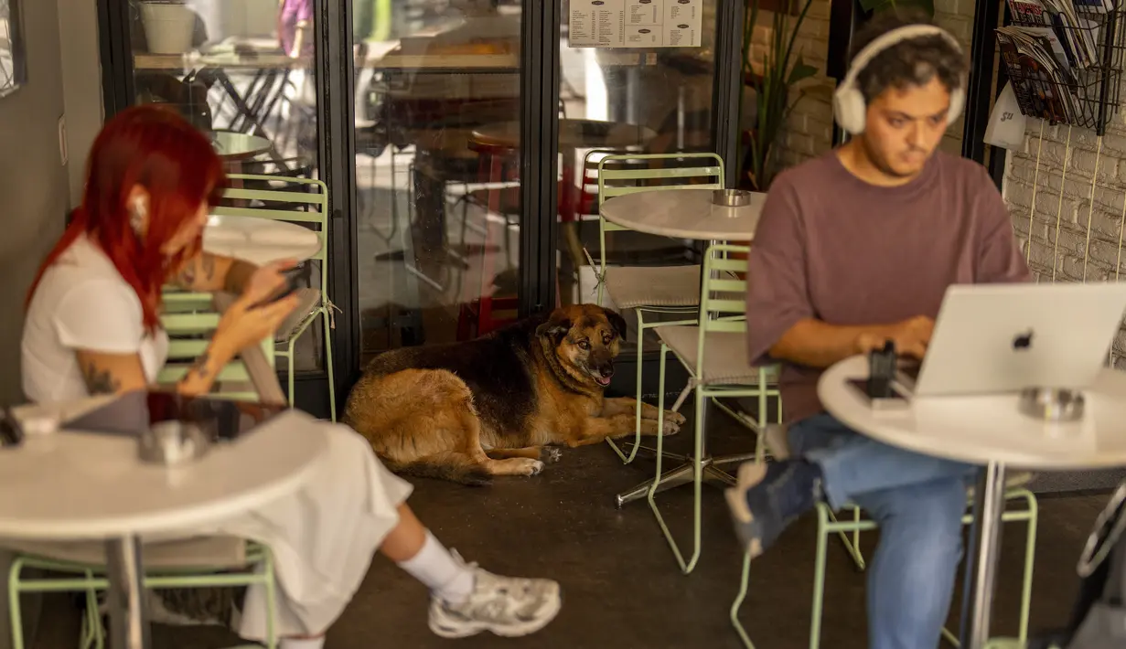 Versi awal dari rancangan undang-undang tersebut mengharuskan anjing-anjing liar dikumpulkan, ditempatkan di tempat penampungan, dan disuntik mati jika tidak diadopsi dalam waktu 30 hari. (AP Photo/Francisco Seco)