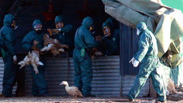 20170107-Bebek-Prancis-AP