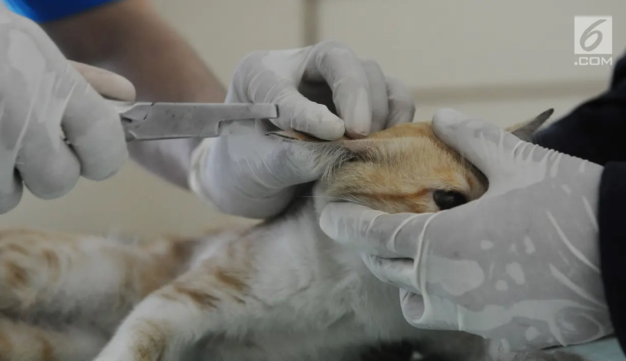 Dokter memberikan tanda ke kucing usai sterilisasi dan vaksinasi di pusat kesehatan hewan (Puskeswan), Jakarta, Kamis (10/1). Kucing yang belum siap diadopsi tersebut masih dalam proses vaksinasi dan sterilisasi. (Liputan6.com/Herman Zakharia)