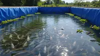 7 Jenis Ikan Konsumsi yang Cocok untuk Kolam Terpal, Mudah dan Cepat Panen