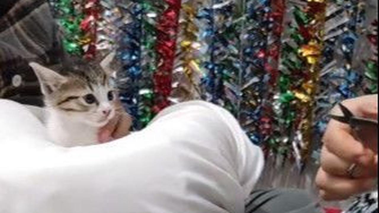 Digelar Meriah, Momen Tasyakuran Akikah untuk Anak Kucing Ini Viral di Medsos