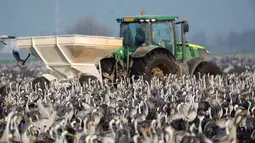 Ribuan Bangau Abu-Abu mengerumuni traktor yang menyebarkan makanan di sekitar Danau Agamon Hula, Israel, Kamis (21/2). Danau Agamon Hula dipilih para bangau karena banyak menyimpan makanan dan minuman. (MENAHEM KAHANA/AFP)