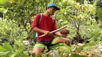 Petani Kakao di Kabupaten Mahakam Ulu mulai memanen kebun kakao hasil dari konsistensi di sektor ini.