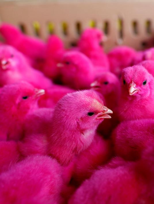 Masih Ingatkah Anda dengan Mainan Anak  Ayam  Ini Foto 