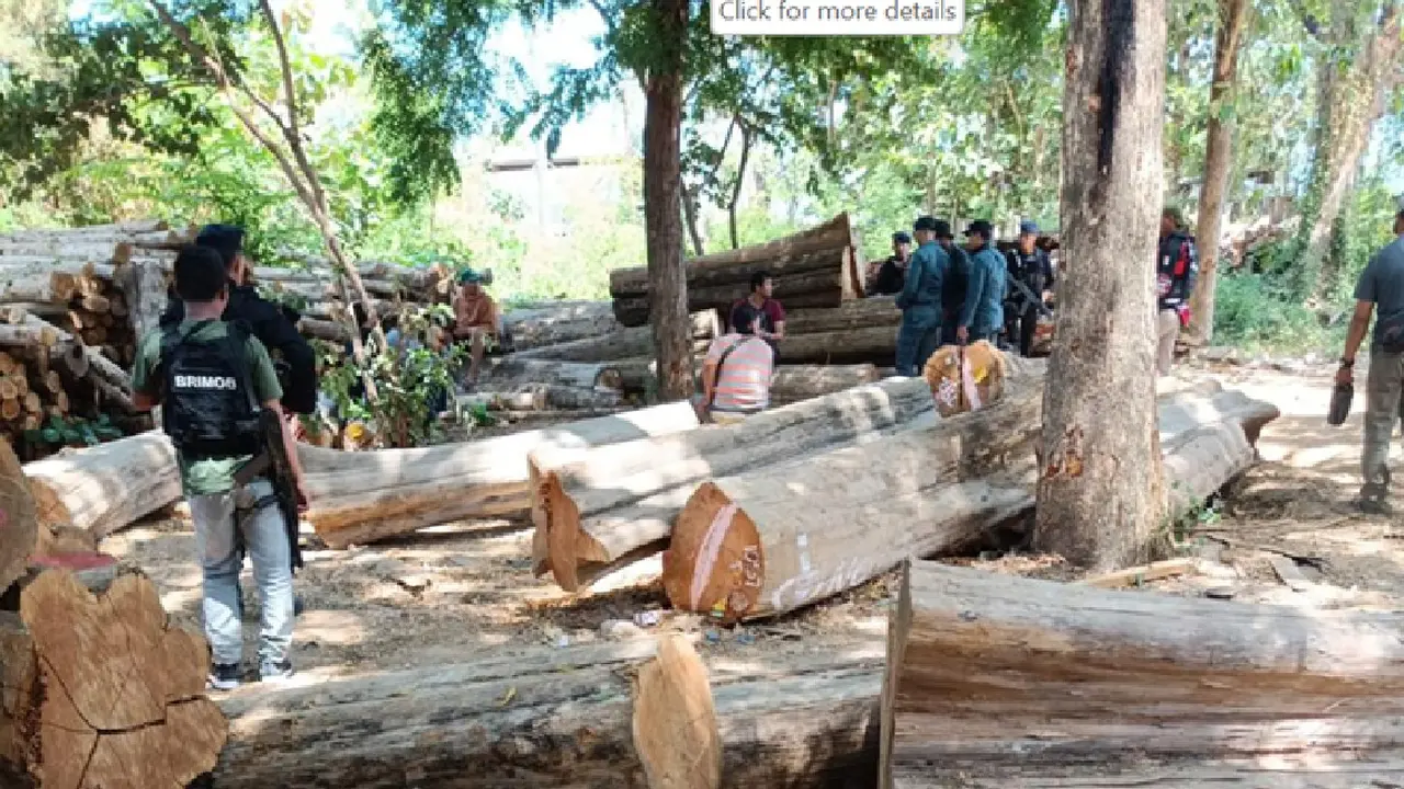 Hutan Taman Nasional Baluran Jadi Sasaran Pembalakan Liar, 1 Ditangkap 2 DPO