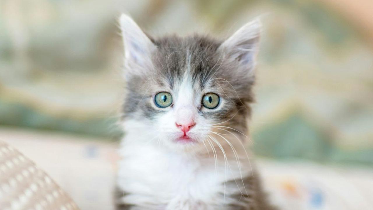 <b>Makanan Anak Kucing Baru Lahir</b>