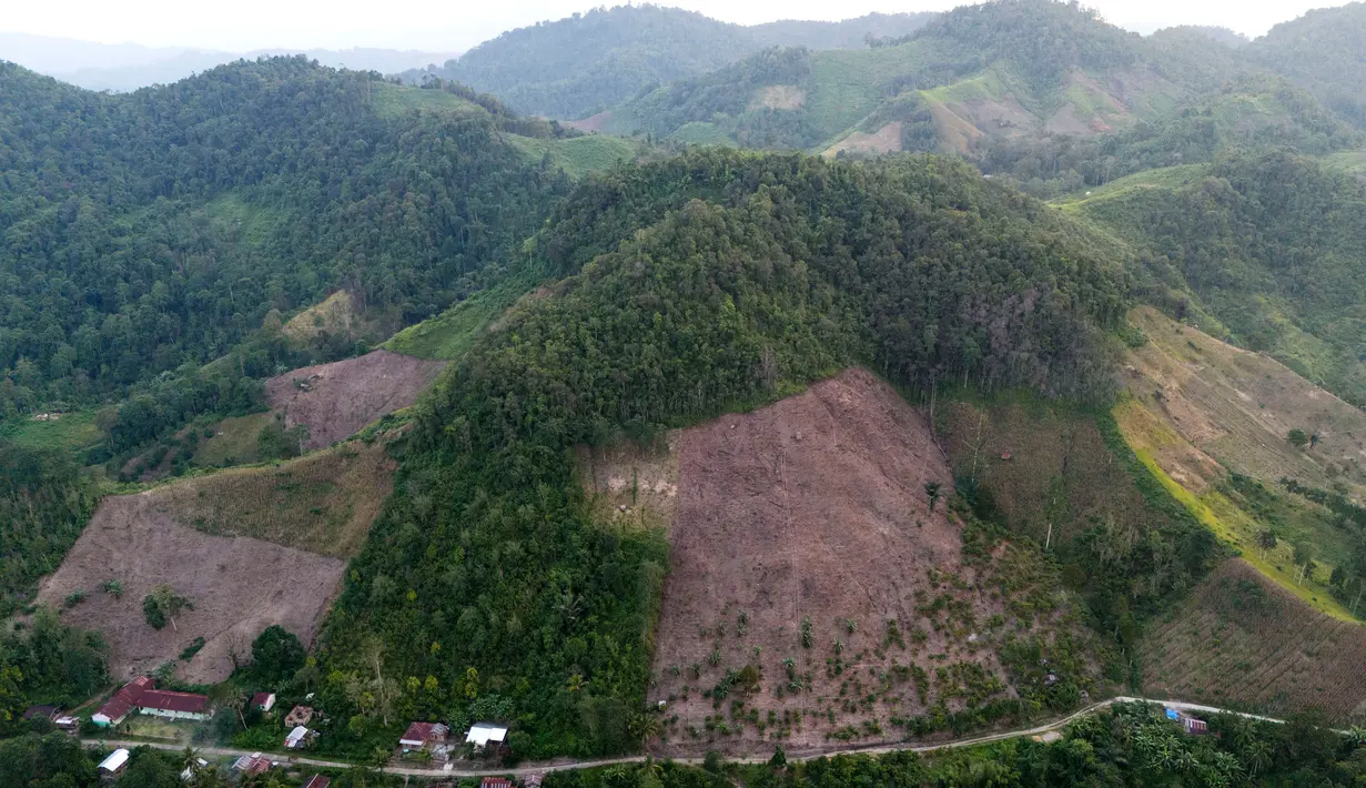 <p>Sementara, hasil analisis Auriga Nusantara menunjukkan deforestasi Indonesia tahun 2023 mencapai 257.384 hektar. (AP Photo/Yusuf Wahil)</p>