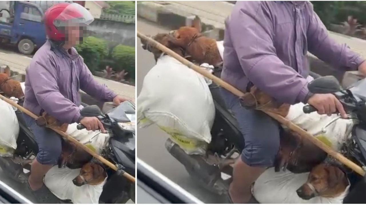 Viral Pemotor Bawa 8 Anjing Hidup dalam Karung Diduga Bakal Dijagal, Pecinta Hewan Langsung Lapor Polisi