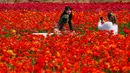 Pengunjung  berpose di antara bunga giant recolote ranunculus yang mekar di The Flower Field, Carlsbad Ranch, California, Kamis (21/3/2019). Memiliki luas sebesar 50 hektare, taman bunga ini dibuka setiap tahunnya pada musim semi. (REUTERS/Mike Blake)
