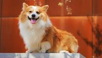 7 Dog Breeds With a Rich History of Royalty