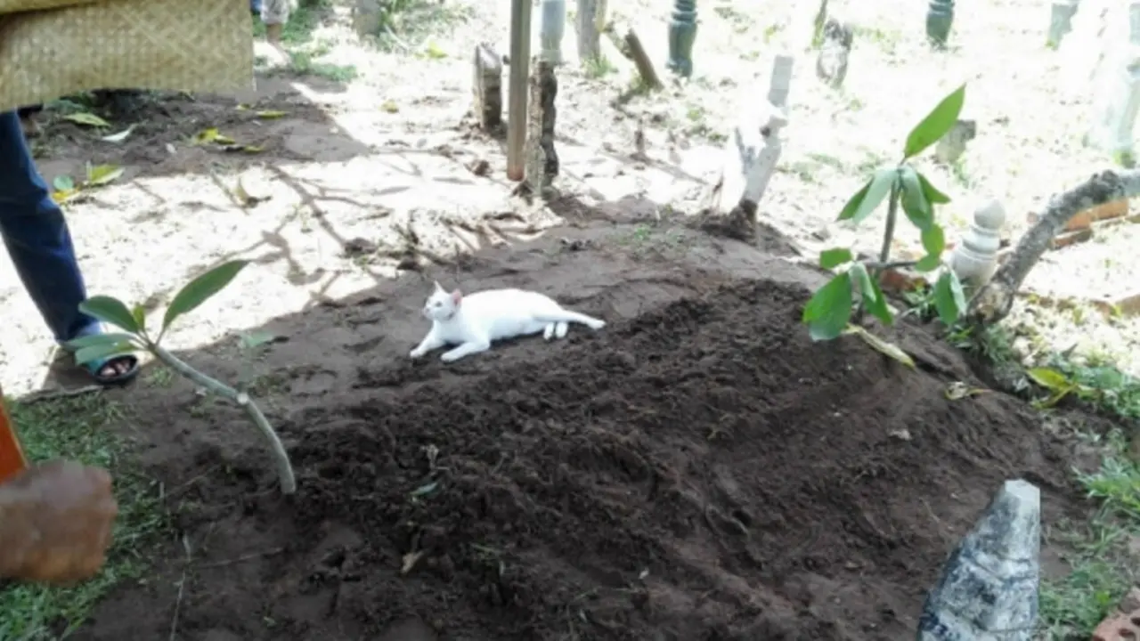 [Bintang] Kucing Ini Tak Mau Meninggalkan Kuburan, Ceritanya Bikin Sedih