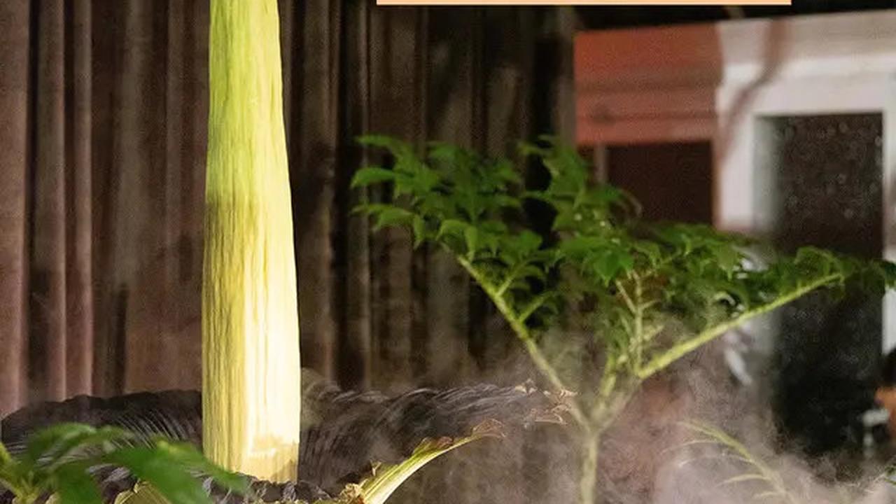 Warga Australia Rela Antre Demi Cium Aroma Bunga Bangkai yang Langka