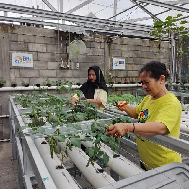 Anggota KWT Mentari saat memanen sayuran hidroponiknya