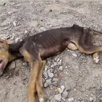 Malang, lagi sekarat, anjing ini cuma mampu gerakkan ekornya sebagai bentuk minta tolong.