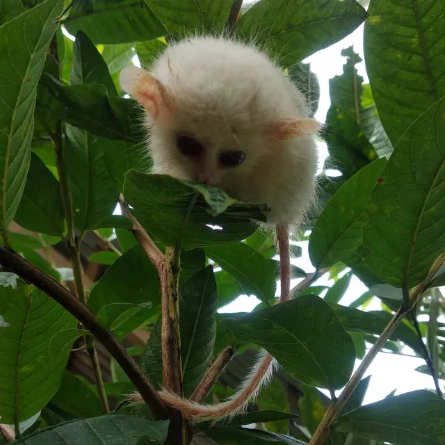 Tarsius Kelainan Genetik Ditemukan di Kebun Warga Minahasa