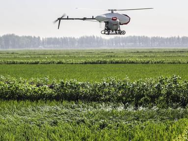 Foto pada 19 Juni 2020 menunjukkan drone yang menyemprotkan pestisida di atas hamparan sawah di Kota Yingkou, Provinsi Liaoning, China timur laut. Sejumlah drone digunakan untuk menyemprotkan pestisida dalam pengelolaan sawah guna meningkatkan efisiensi di Yingkou. (Xinhua/Pan Yulong)