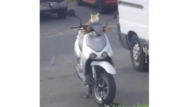 6 Potret Kucing Naik Motor Ini Bikin Geleng Kepala