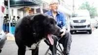 Karena begitu sayangnya pada anjing yang ia miliki, pria tua ini mewariskan seluruh tabungan untuk anjingnya