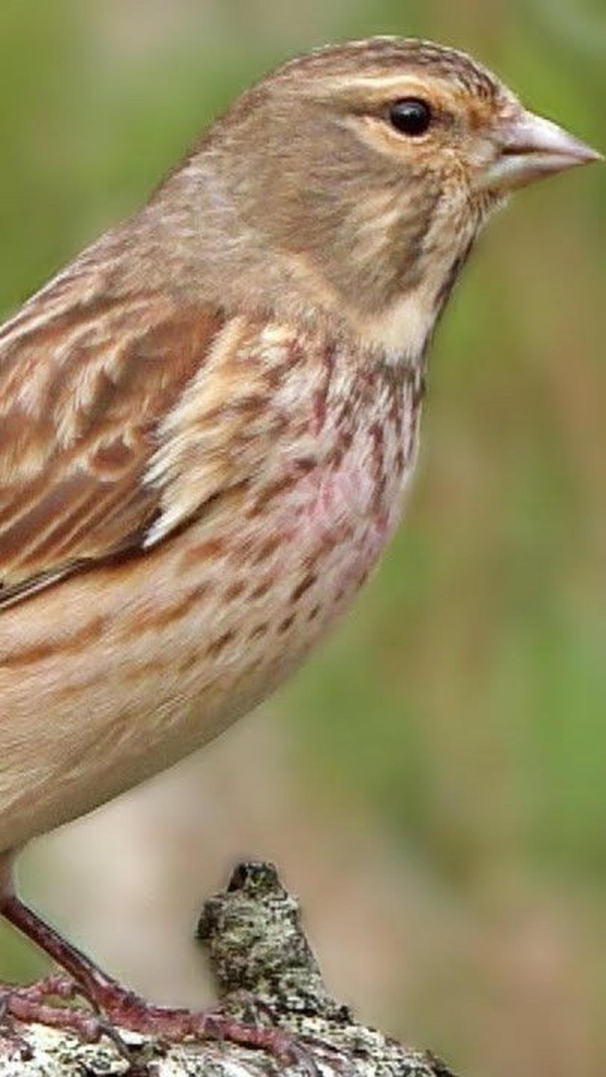 11. Burung Linnet<br>