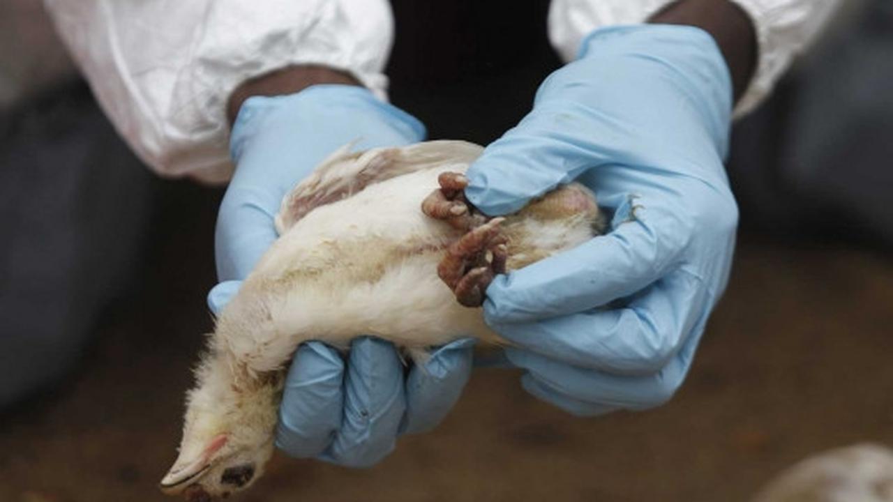 Wabah virus Flu Burung menyebar di Afrika